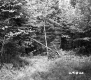 Clearing in Forest
