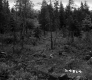 Clearing by Forest