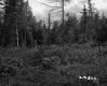 Clearing by Forest