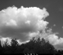 Clouds over Trees