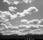 Clouds over Trees