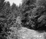 Small Clearing in Forest