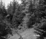 Forest on Hill