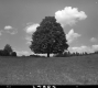 Tree in Field