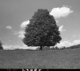 Tree in Field