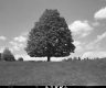 Tree in Field