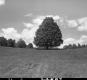 Tree in Field