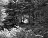 Forest Area