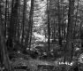 Forest Area