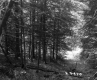 Conifers in Forest
