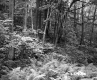 Ferns in Forest