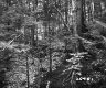 Slope in Forest