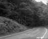 Trees and Flowers by Paved Road