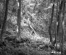 Slope in Forest