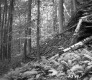 Slope in Forest