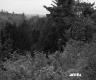 Trees on Hills