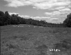 Cow Field