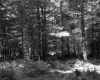 Ferns in Forest
