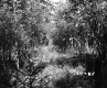 Forested Area