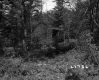 Forested Area