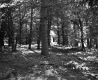 Ferns in Forest