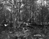 Ferns in Forest