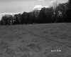 Cows in Field