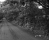 Dirt Road and Trees