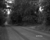 Dirt Road and Trees