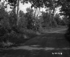 Dirt Road and Trees