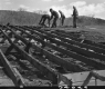 Demolition of Sheds