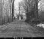 Dirt Road and Trees