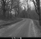 Dirt Road and Trees