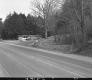 Trees by Paved Road