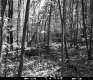Wooded Landscape