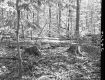 Wooded Landscape
