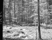 Wooded Landscape