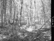 Wooded Landscape