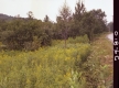 Flowers and Plants by Road