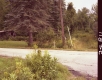 Conifer by Paved Road