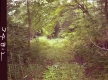 Forest Road