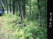Truck by Plants and Trees