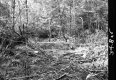Beaver Valley Woods