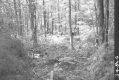 Beaver Valley Woods