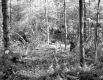 Beaver Valley Woods