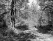 Beaver Valley Woods