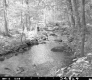 Stream in Woods