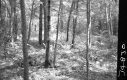Beaver Valley Woods