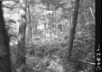 Wooded Area