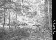 Wooded Area